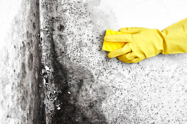 Best Mold Removal for HVAC Installations  in Point Pleasant, NJ