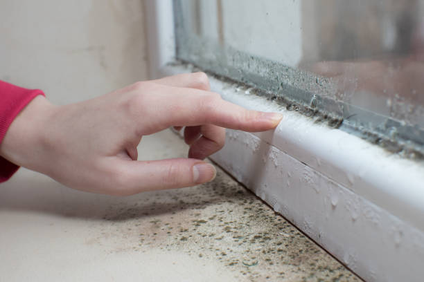 Best Environmental Consulting for Mold Prevention  in Point Pleasant, NJ