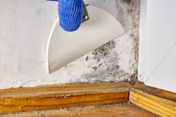Best Mold Remediation for Healthcare Facilities  in Point Pleasant, NJ