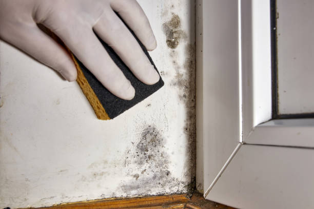 Best Mold Damage Restoration  in Point Pleasant, NJ
